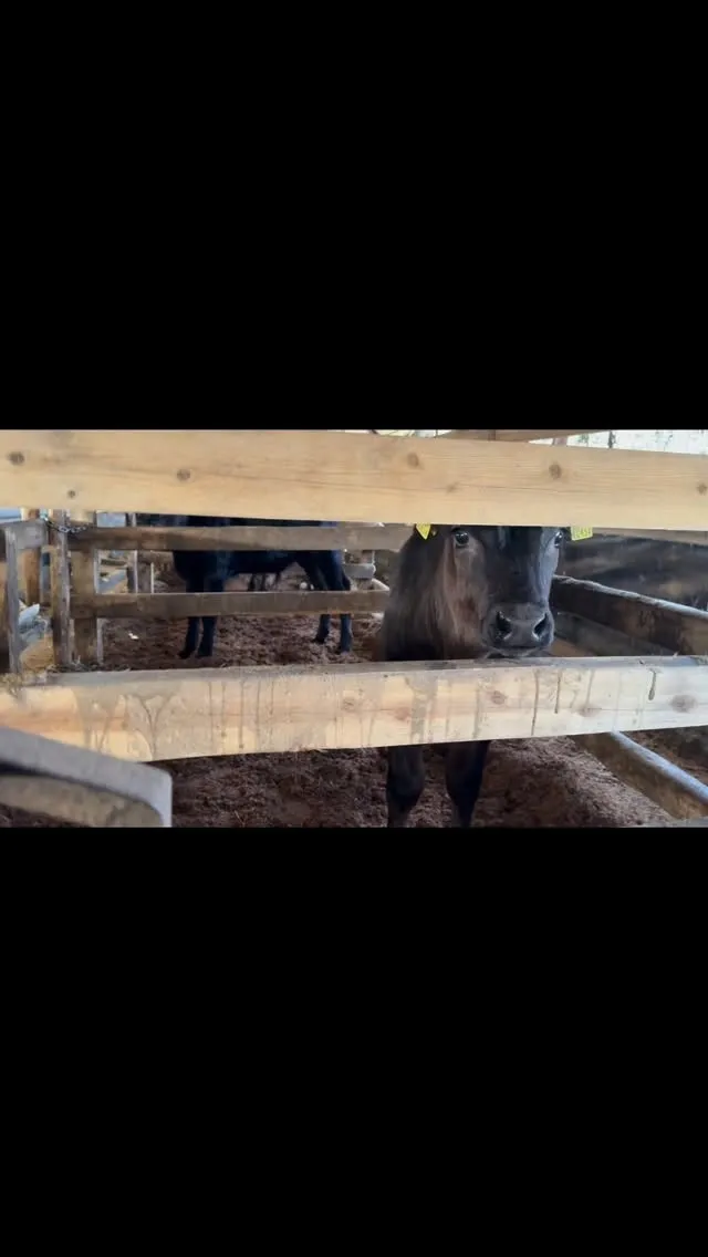 牧場の朝はいつも新しい一日が始まる特別な瞬間です。