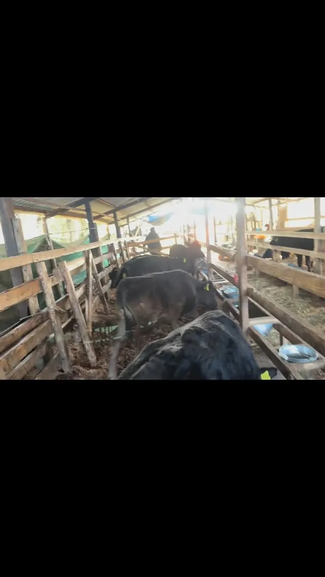 本日は、愛情を込めて育てた子牛たちの移動を行いました🐄✨。