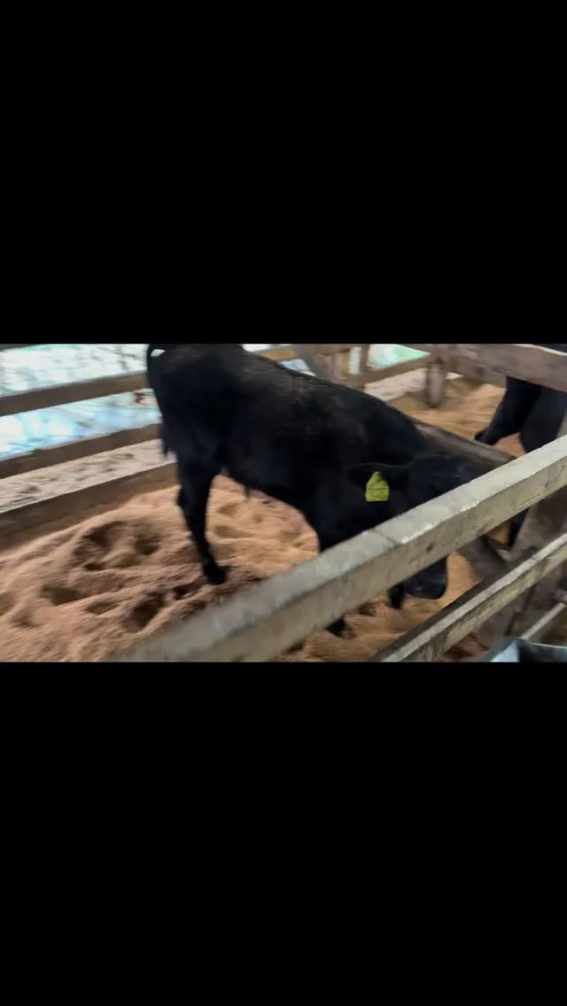 本日は新しい家族が増え、10頭の子牛たちが仲間入りしました🐮...