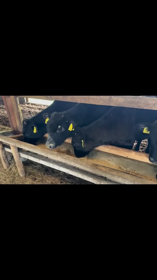 子牛たちは元気に餌を食べてくれて、本当に見ていて爽快です😊。