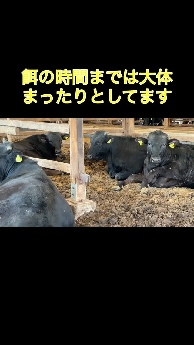 牛達は穏やかに時間を過ごしています🌿。