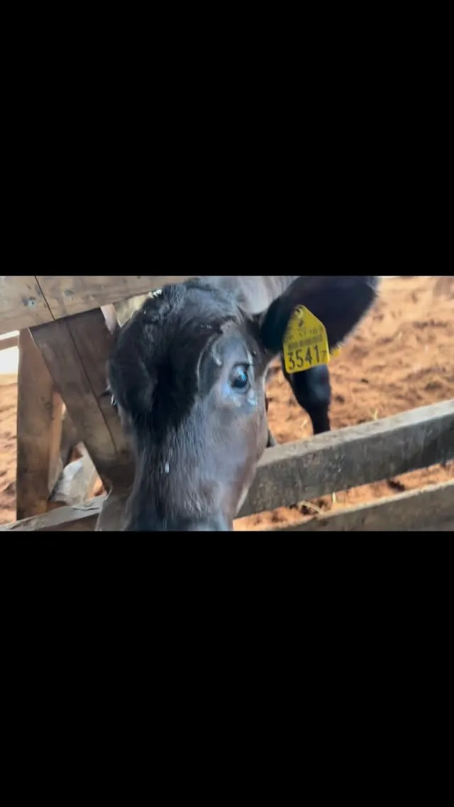 子牛の中には本当に人懐っこくて甘えん坊な性格のものがいますね...