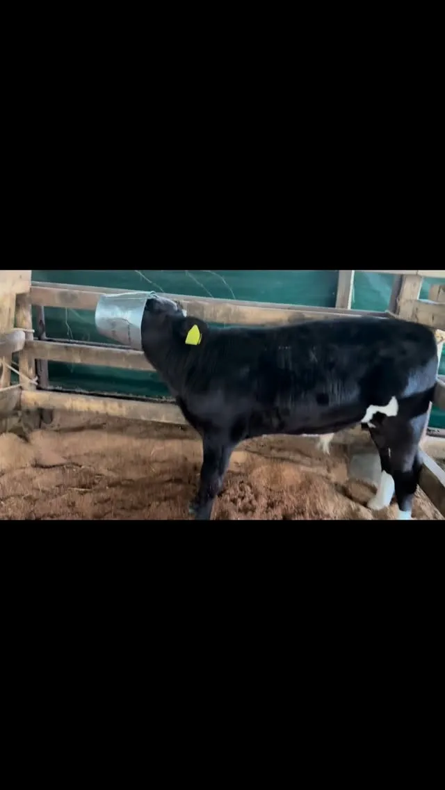 今日は牧場でちょっとしたハプニングがありました🐄。