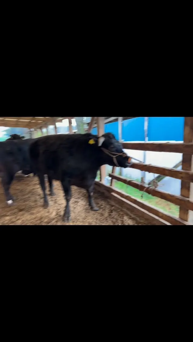 本日は、新しい月を迎え、4頭の牛を出荷できました🌿。