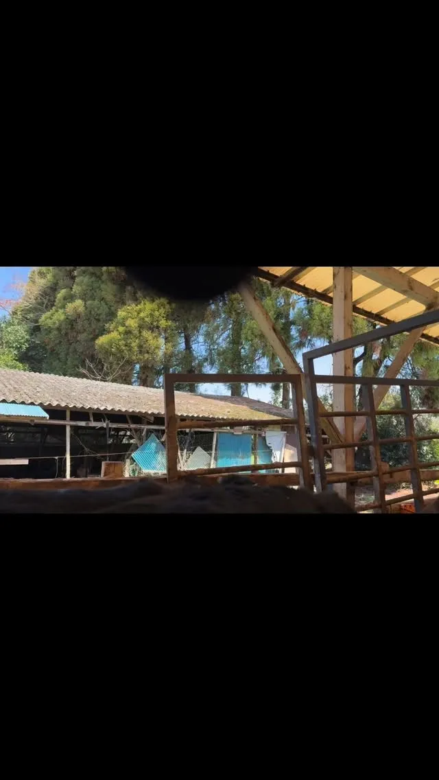 今日は牛の部屋移動を行い、無事に終えることができました。