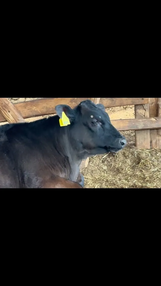 牧場を見回りしていると、ふと牛たちがのんびりと反芻している姿...