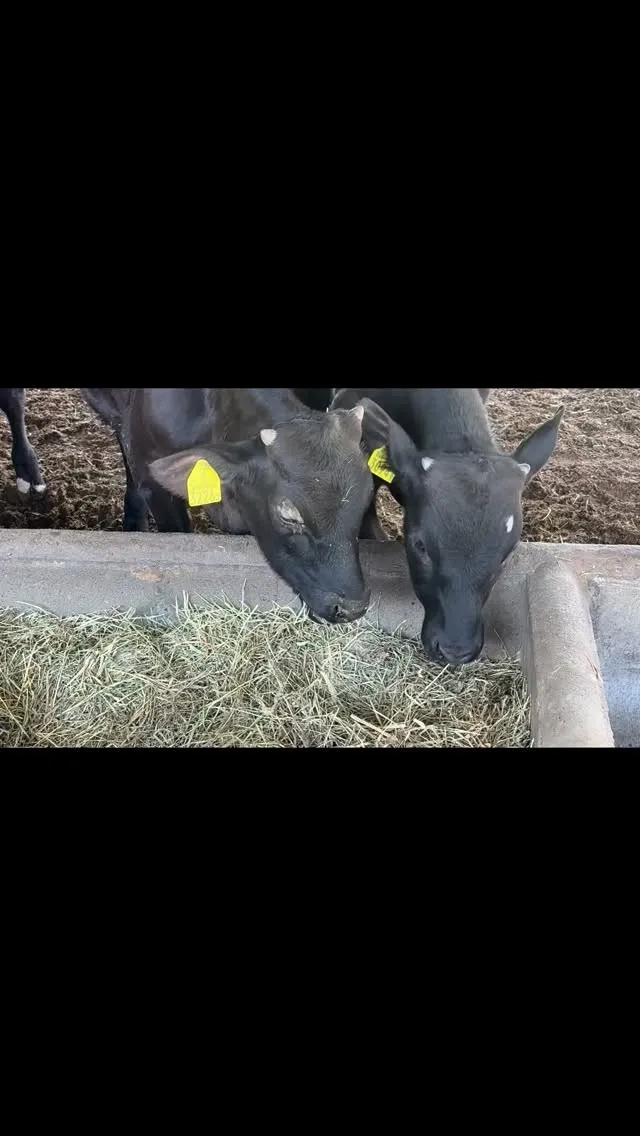 子牛達に牧草を与えると、その瞬間から静かに食べ始める様子は、...