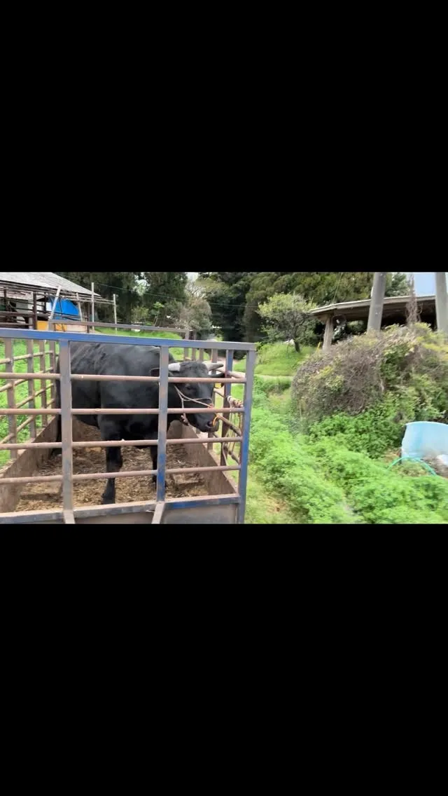 本日は、牧場から6頭の牛を出荷しました🐄。
