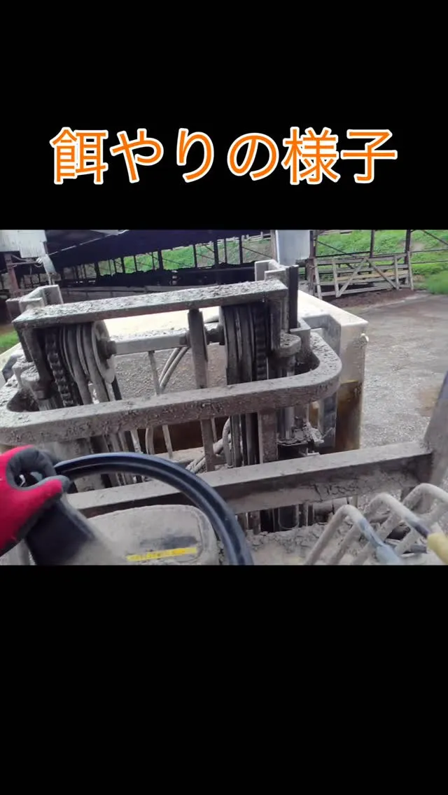 私の目線から見た牛たちへの給餌の様子をお届けします🐄。