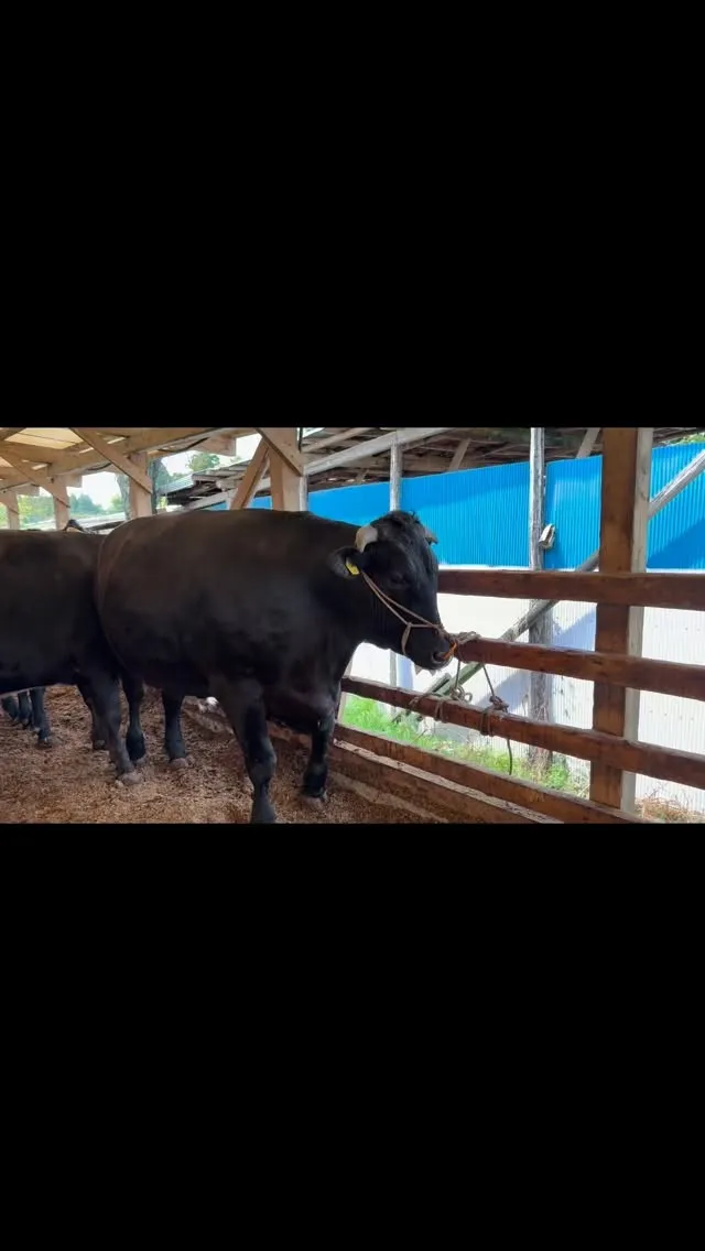 本日は4頭の牛を出荷しました🐄✨。