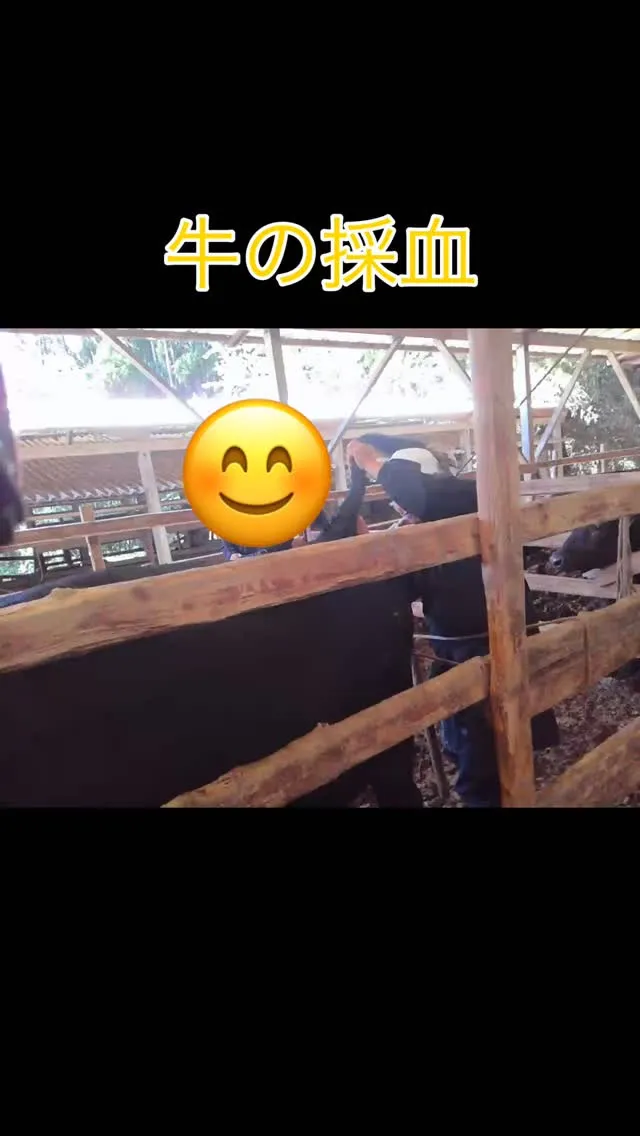 本日は、牛たちの健康チェックのために採血を行いました！🐄✨こ...