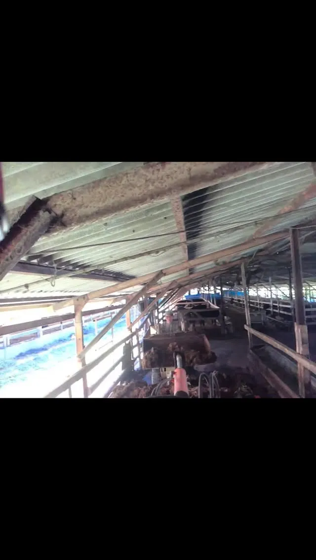 本日は✨、牛舎の堆肥出しを行いました🚜。