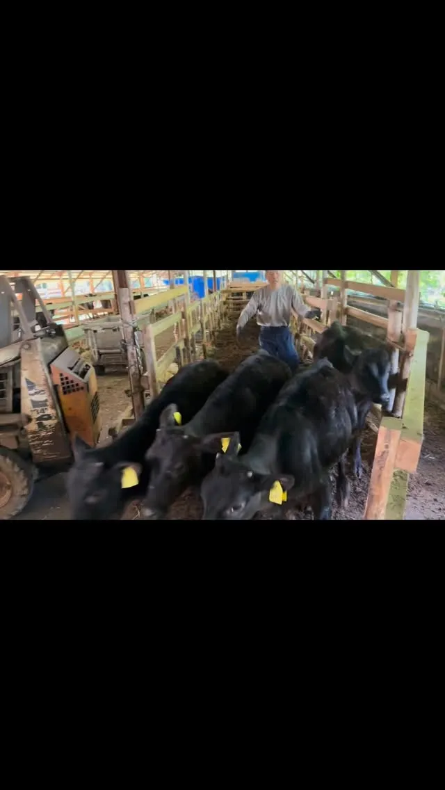 本日は、離乳した子牛たちの部屋を移動する作業を行いました。