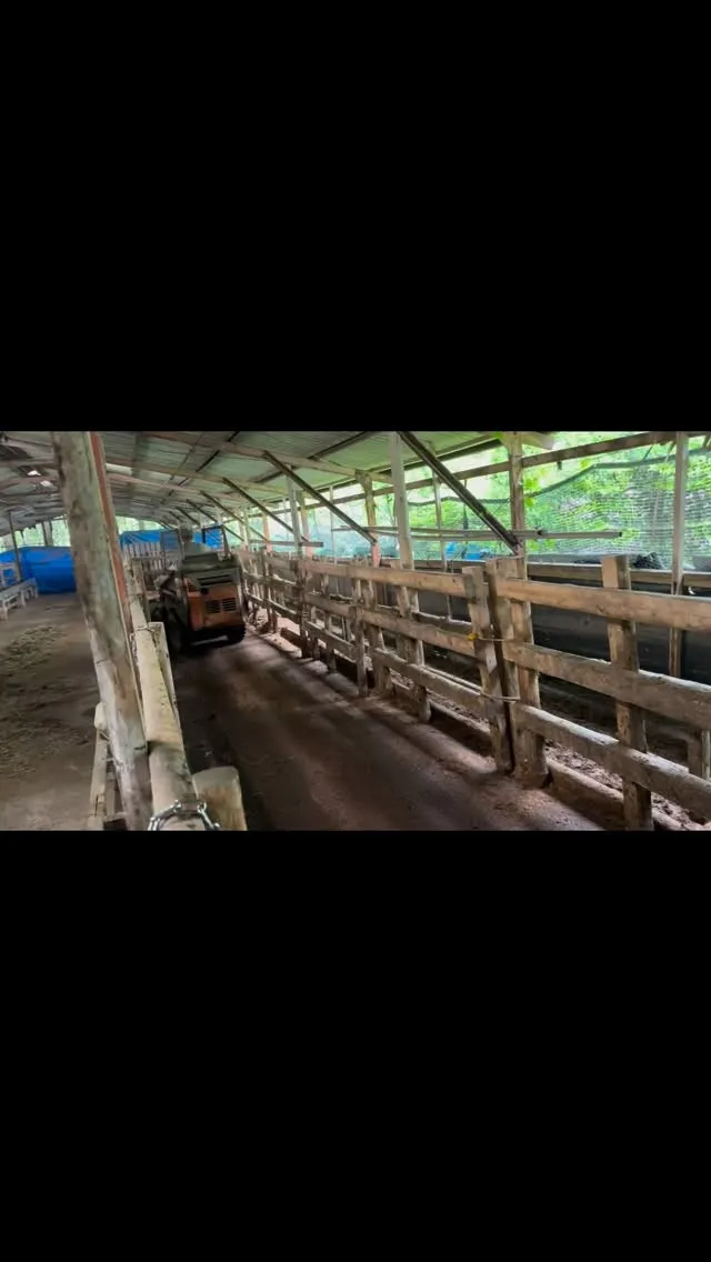 今日は、新しく入ってくる子牛たちを迎えるための準備を行いまし...