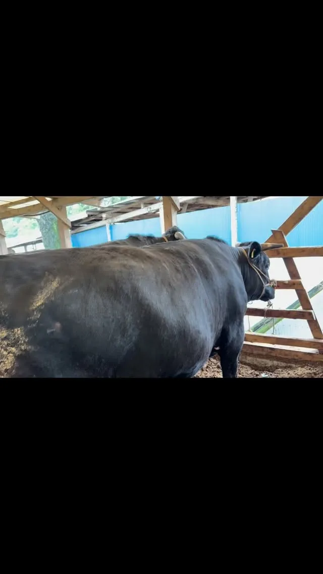 今日はわが牧場から、4頭の立派な牛たちを出荷しました。