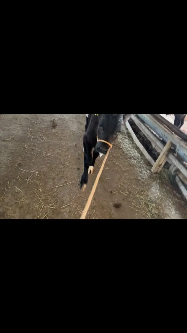 本日は新しい仲間として12頭の子牛を迎え入れました🐄✨。