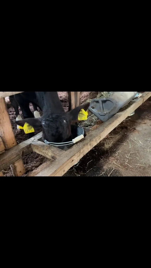 子牛の成長を見るのは本当に心温まる経験ですね😊。