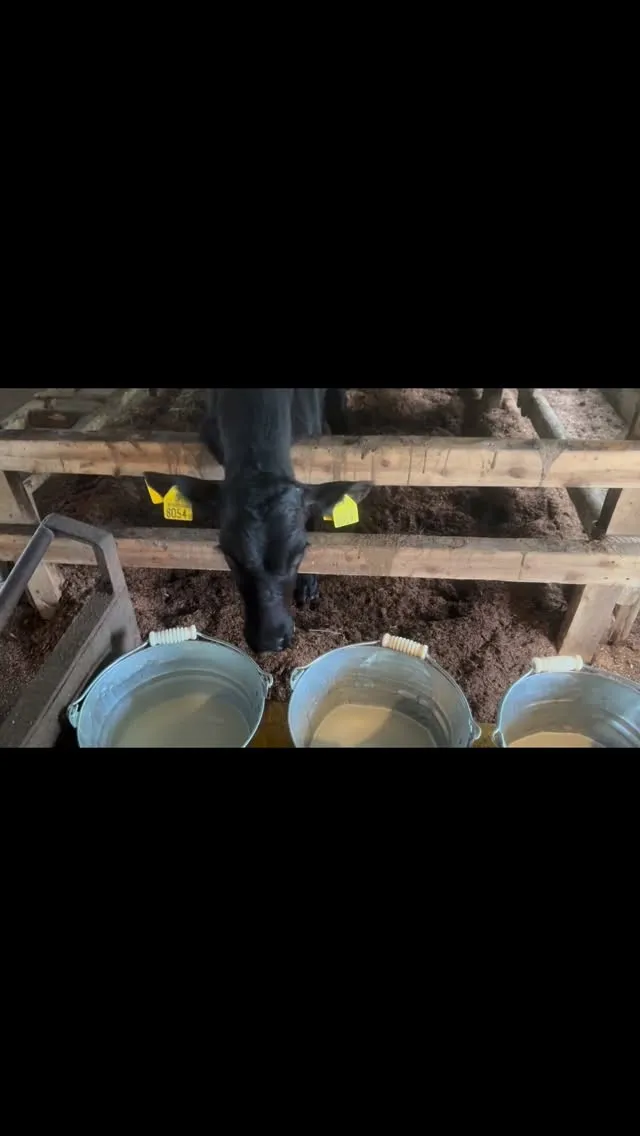 子牛の行動を観察していると、その無邪気さと好奇心に驚かされる...