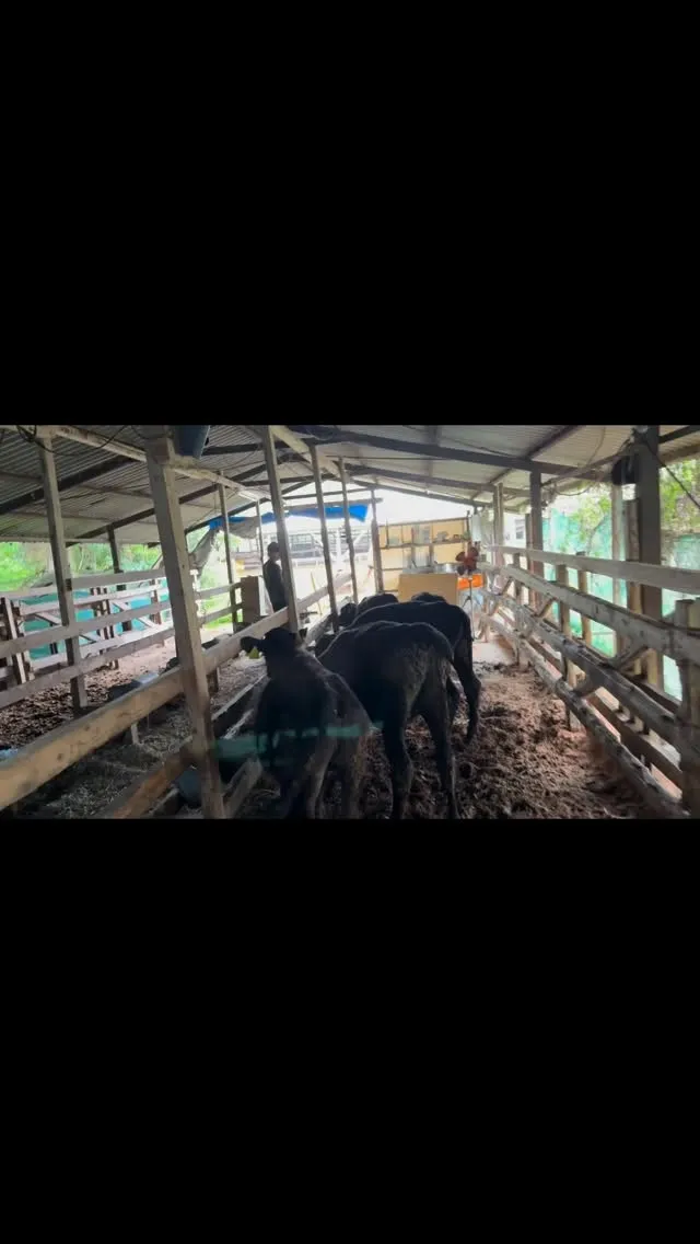 子牛達のミルク給与期間が終わり、いよいよ新しい生活ステージが...