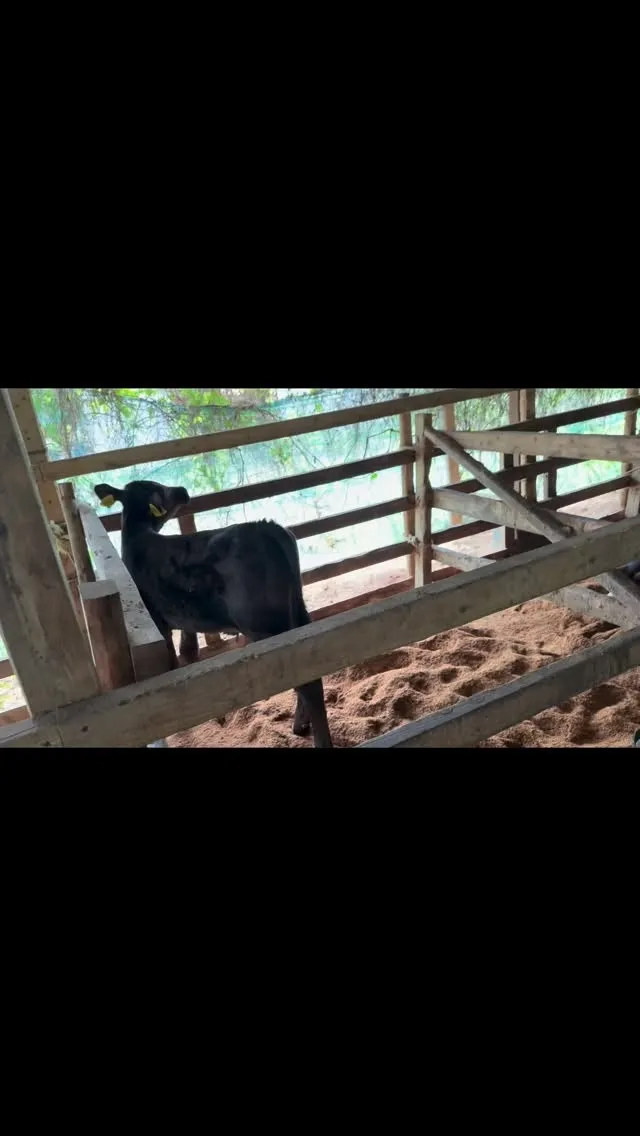 本日は8頭の子牛たちが私たちの仲間に加わりました！それぞれが...