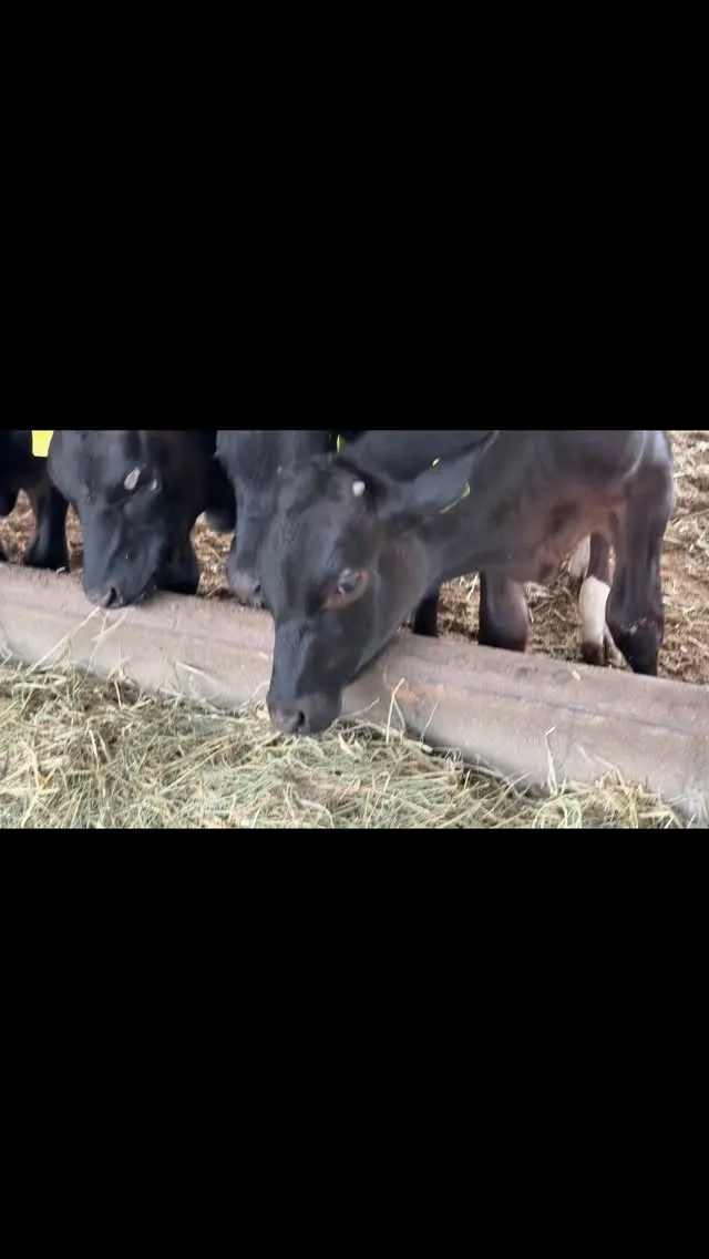 🌿4ヶ月齢の子牛たちは今日も元気いっぱいです。