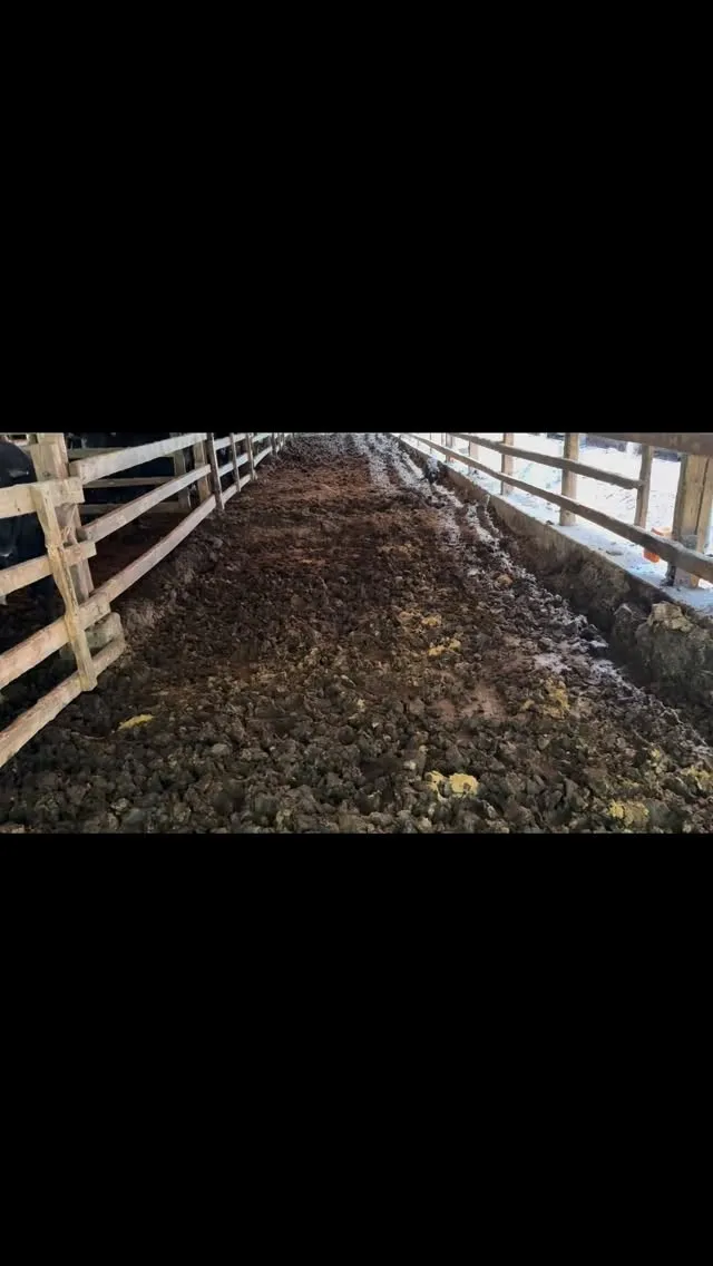 本日は牛舎の堆肥出しを行いました🚜 この作業は少し大変でした...