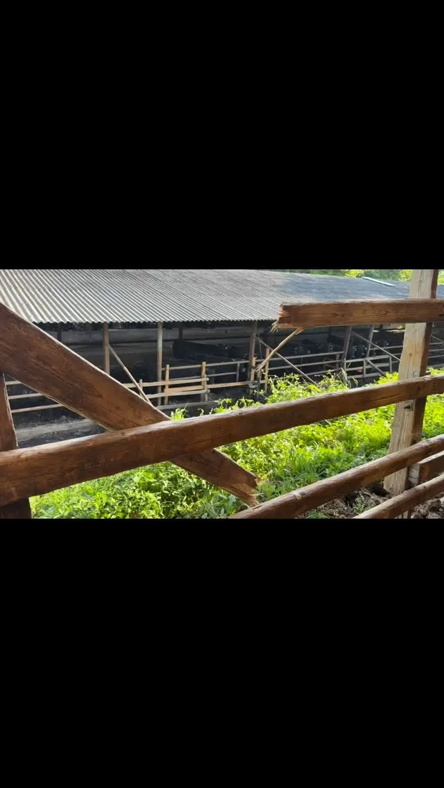 今日の一コマ🐄