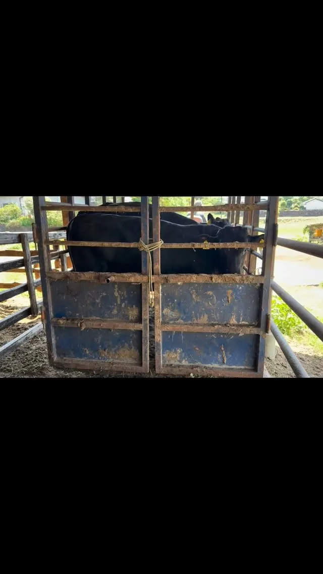 牛の移動日です🐄✨