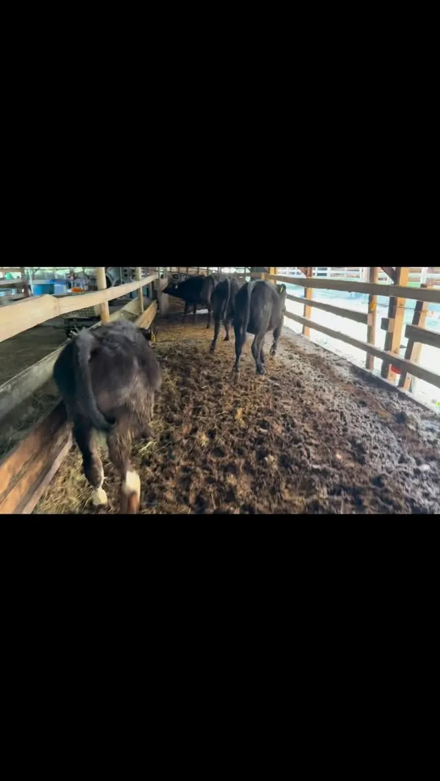 移動日でした!🚜🐄