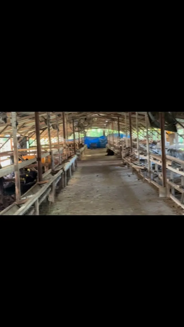 朝から牧場での珍しい出会い🌾🐄