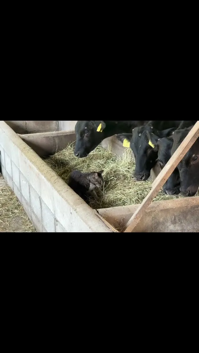牧場から癒しのひとときをお届け🐄🐱