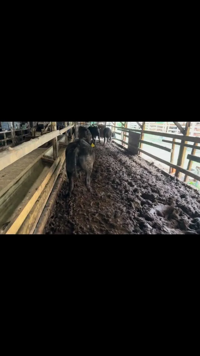 今日は子牛達にとって新しい冒険の日🐄