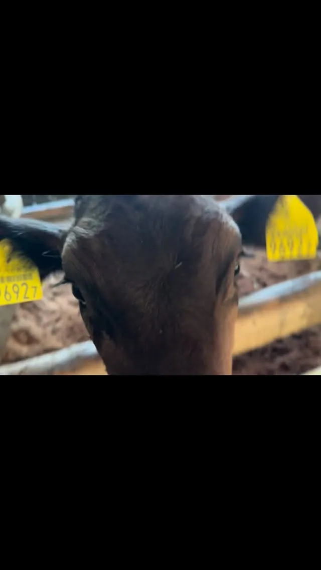 今日の牧場日記🐄✨