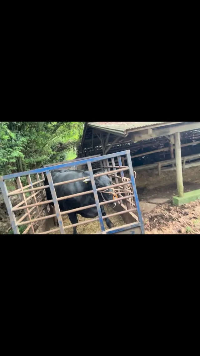 出荷の時が来ました🐄