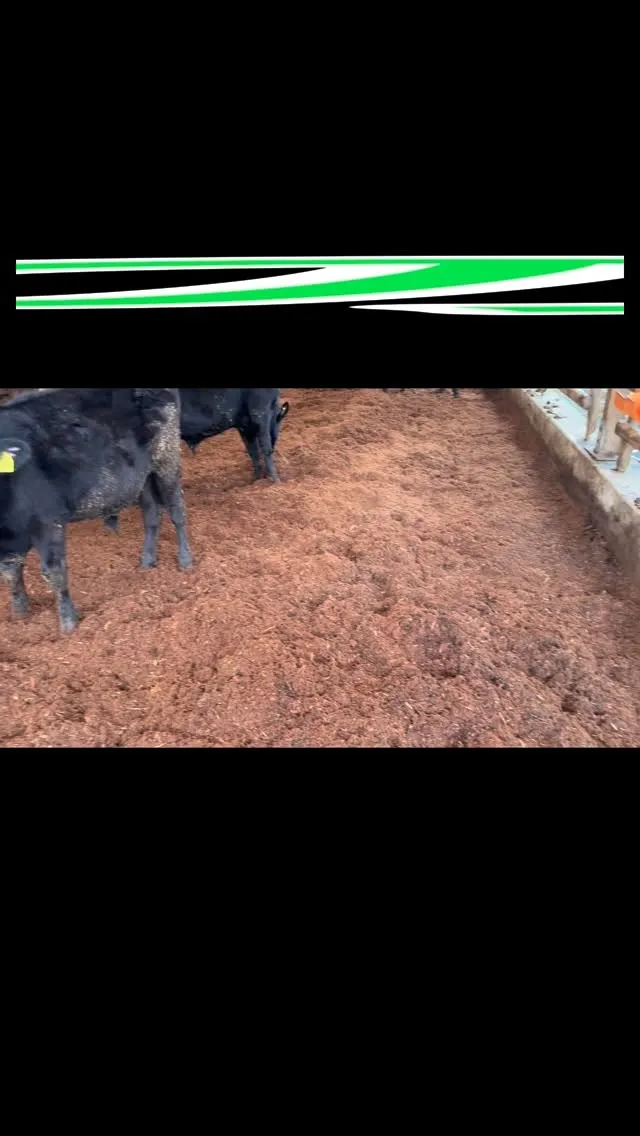 楽しそうな牛達🐄
