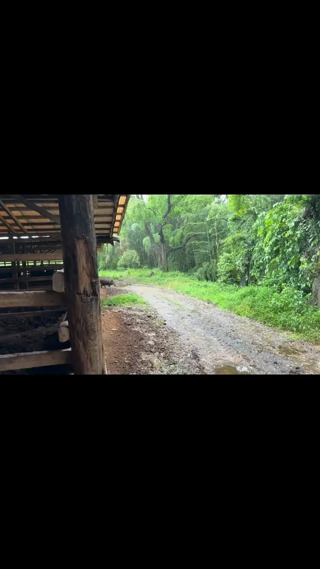 日常の訪問者 🐗🌿