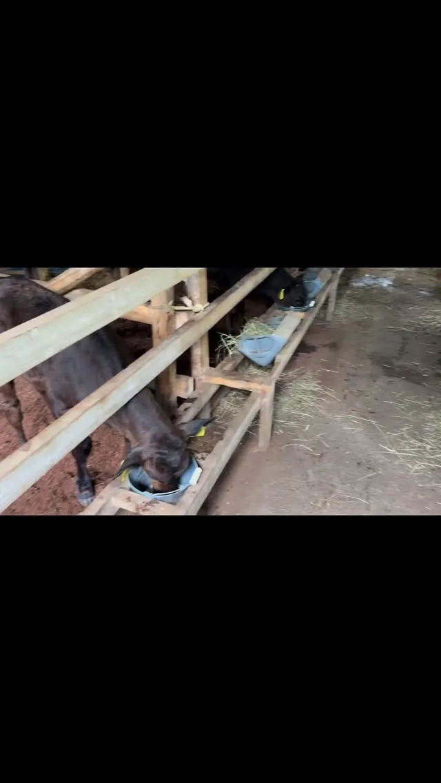 ようこそ新しい仲間たち🐄