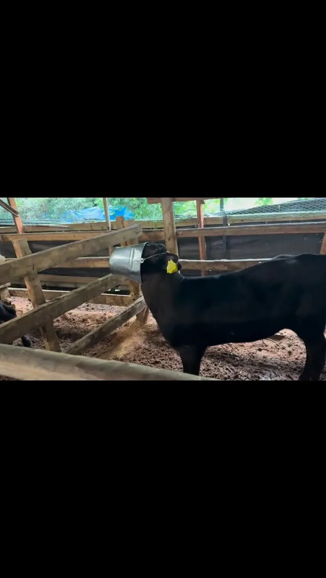 小さな牧場での微笑ましいひとコマ🐄