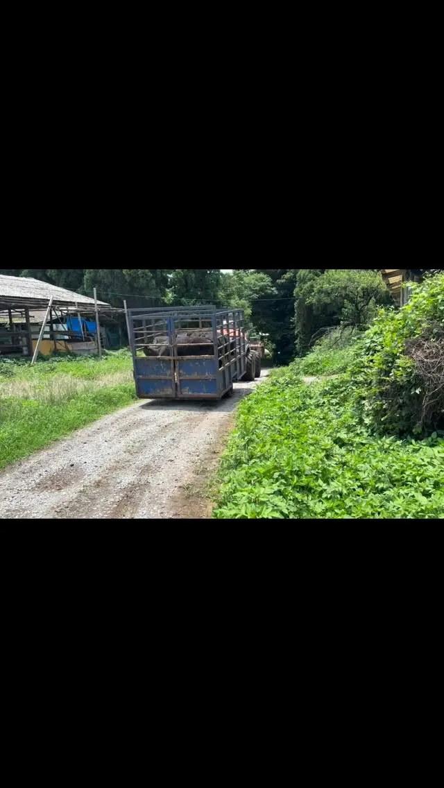 成長の証🐄✨