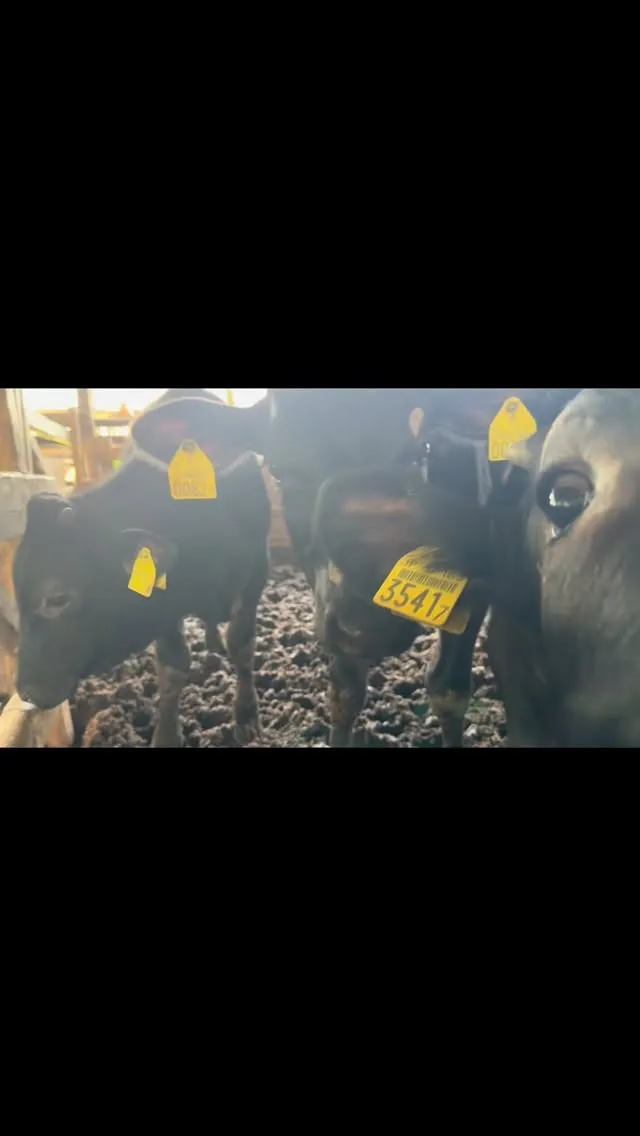 元気いっぱいの子牛たち🐄✨