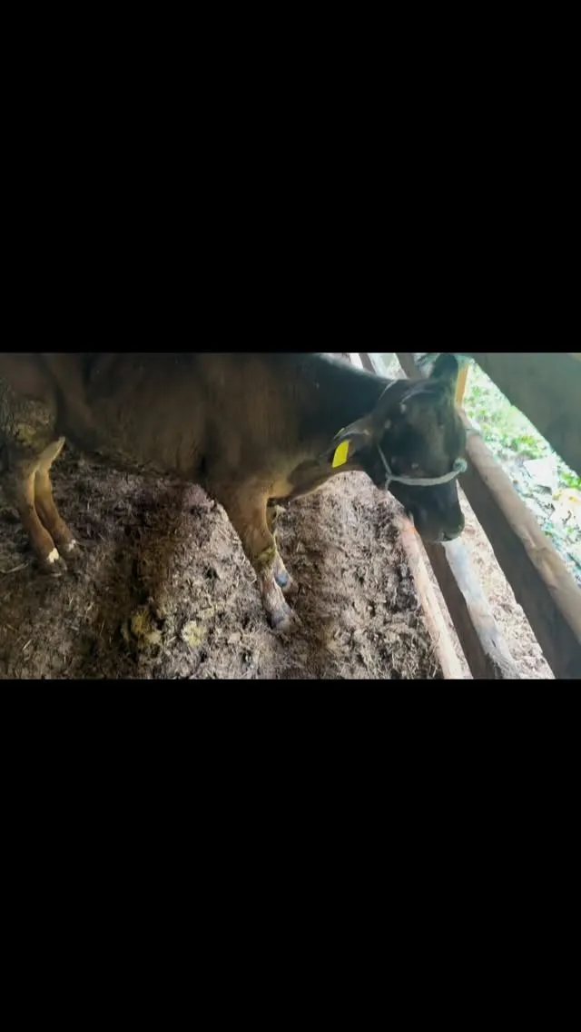 ちょっと心配な朝の出来事でした🐄