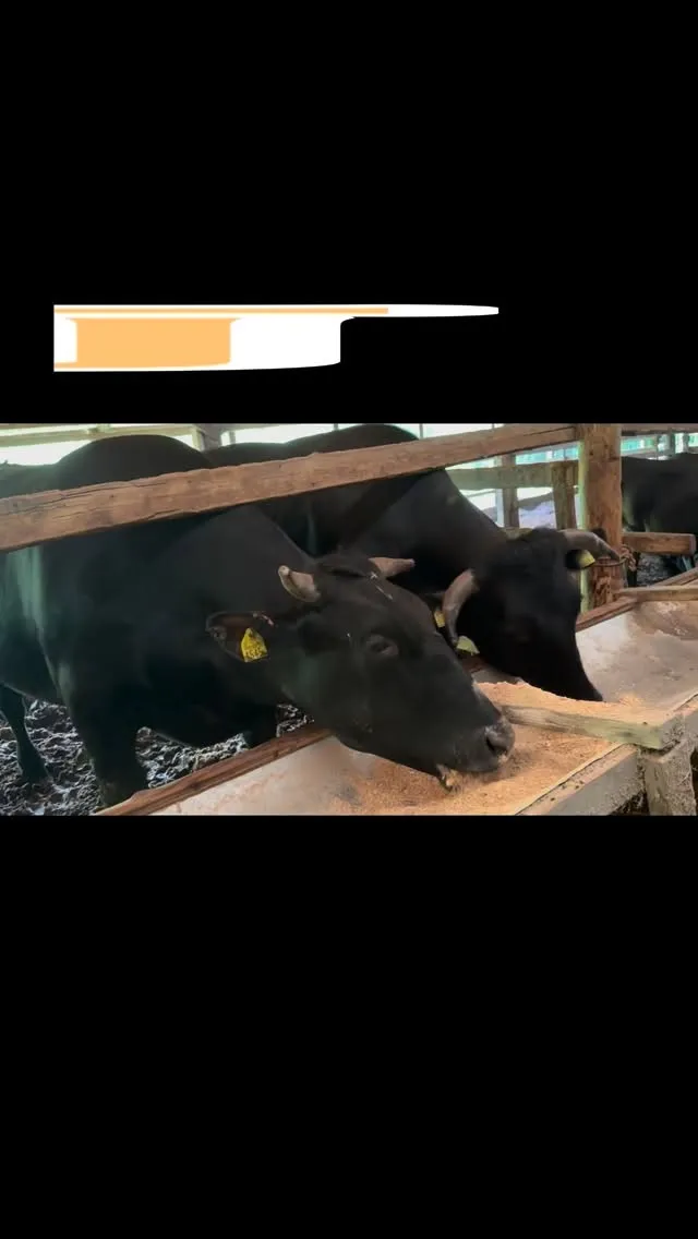 来週、出荷を迎える牛たち🐄✨