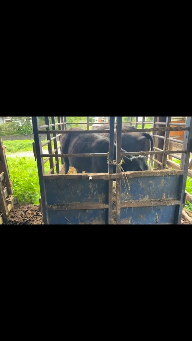 牛たちの新しいお部屋🐄