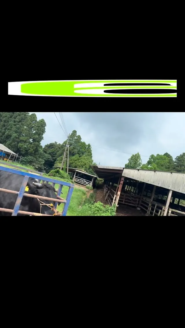 大切に育てた牛たちが、本日も旅立ちました。