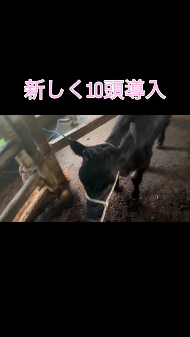 新しい家族が増えました🐄✨