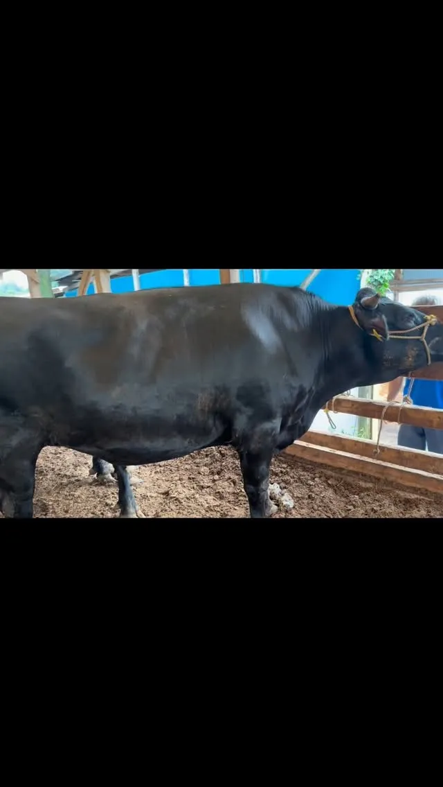 立派に育った牛たちが新しい旅へ🐄