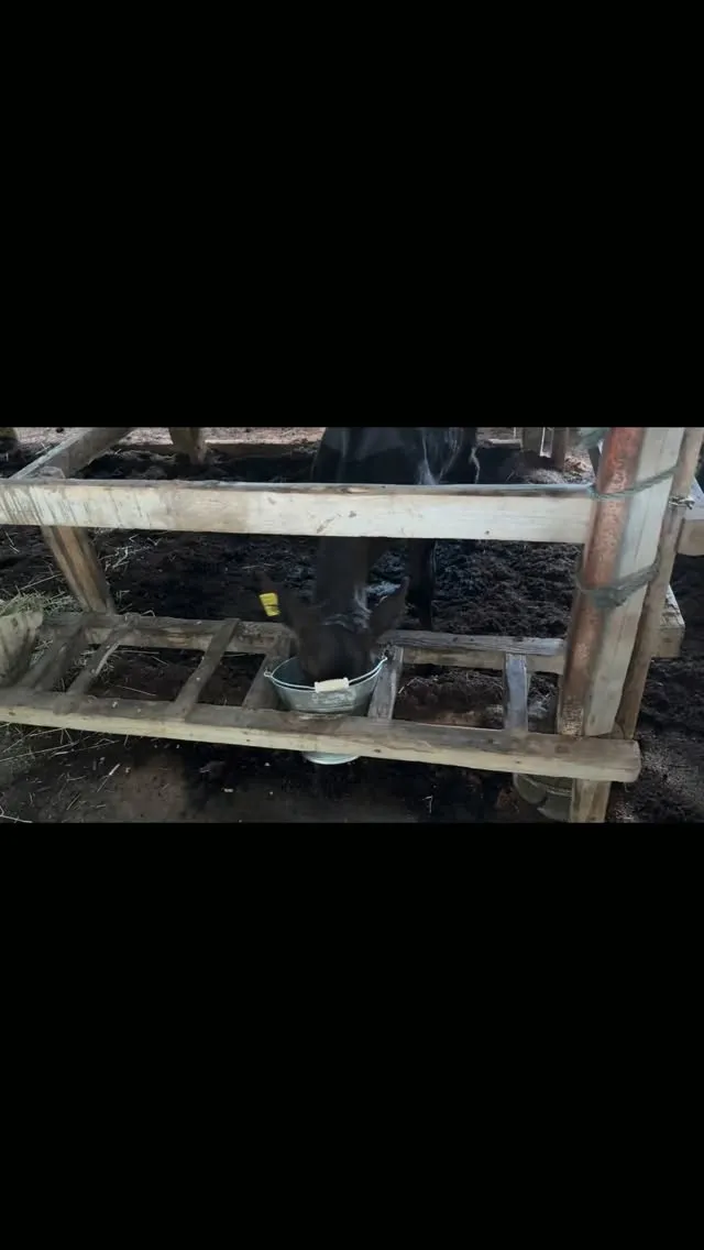 元気に育っています🐄