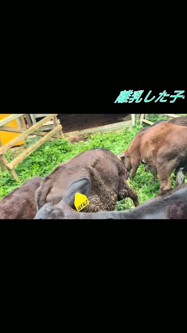 今日、新しいステージへ進んだ若牛たち🐄✨心機一転、広々とした...