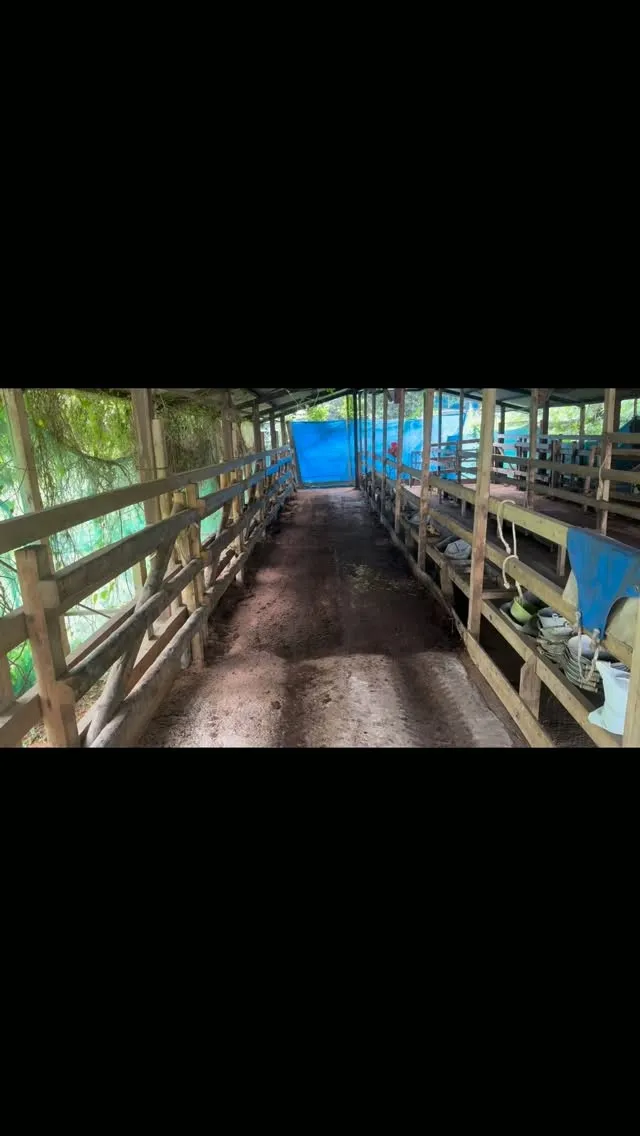 ✨もうすぐ新しい仲間が🐮✨