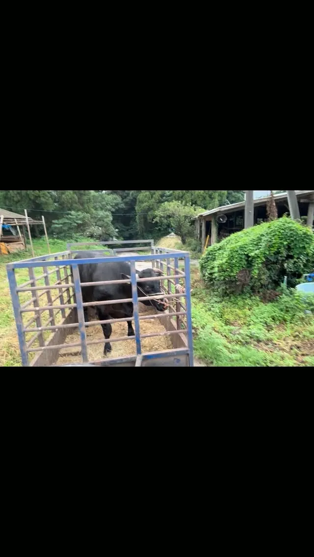 出荷日です🐄✨